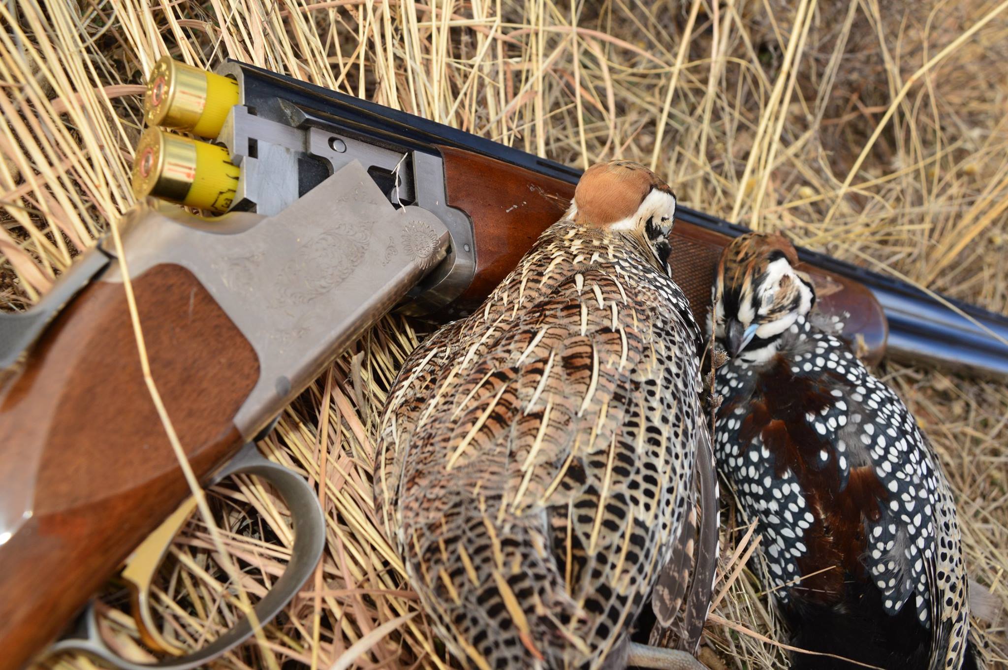 Arizona Quail Hunting | Trout and Quail Outfitters Arizona Guides